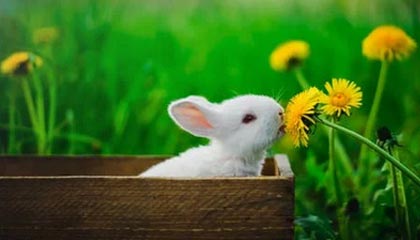 开云入口：云端治理与创新的入口之道